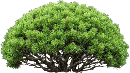 Dwarf Mugo Pine