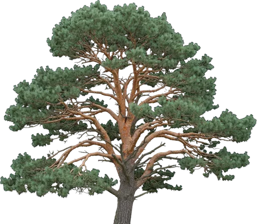 Scotch Pine