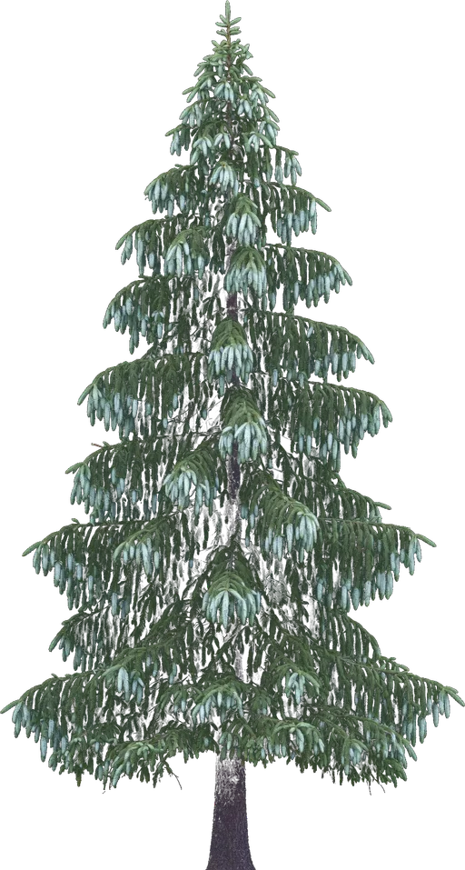Serbian Spruce