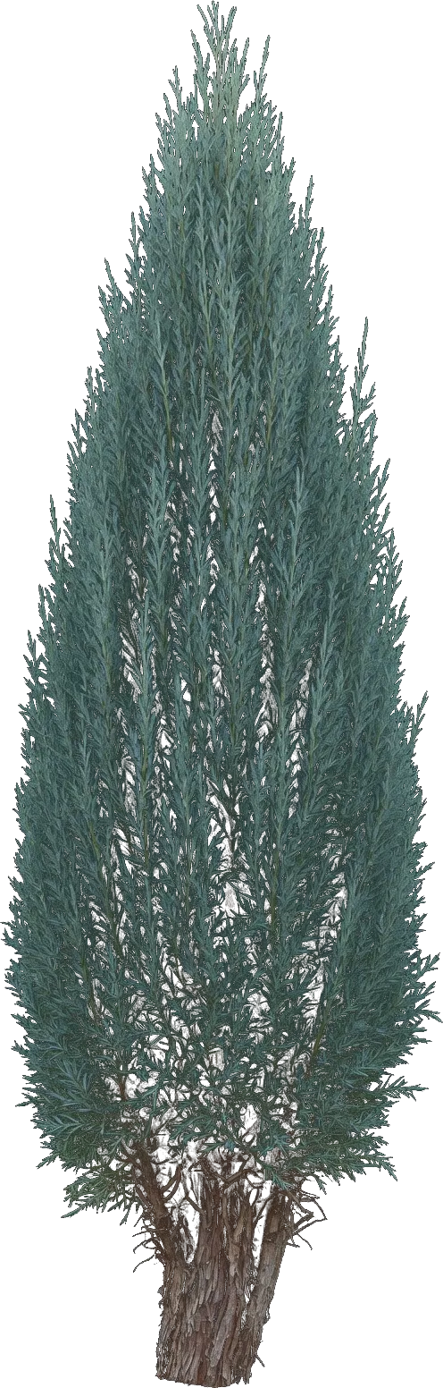 Rocky Mountain Juniper (Skyrocket)