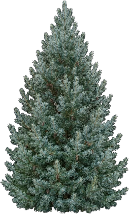 Vanderwolf's Pyramid Limber Pine