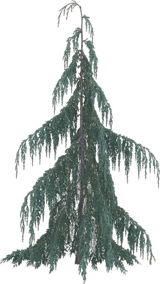 Weeping Alaska Cedar