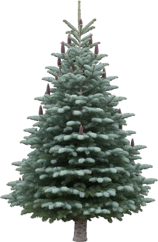 White Fir (Concolor Fir)