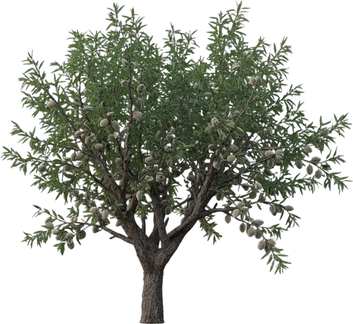 Almond