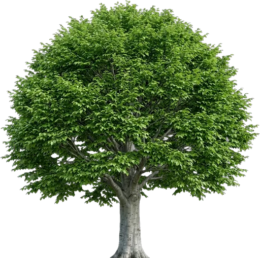 American Beech