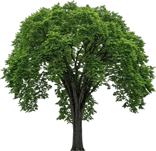 American Elm