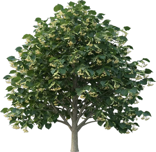 American Linden (Basswood)