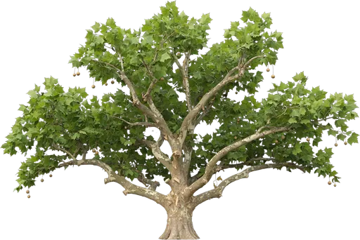 American Sycamore