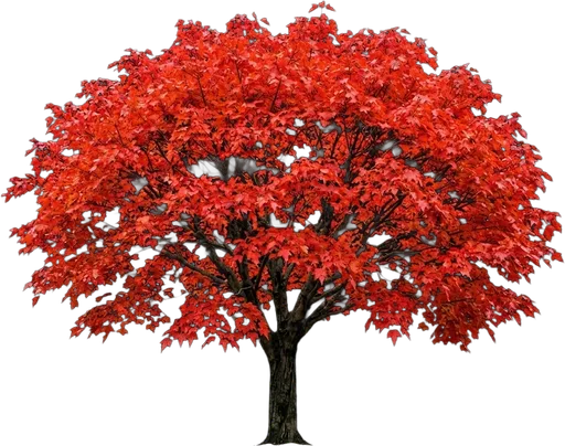 Amur Maple