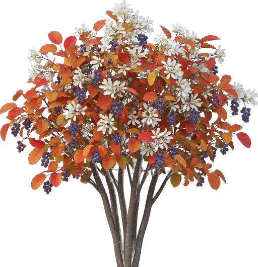 Apple Serviceberry