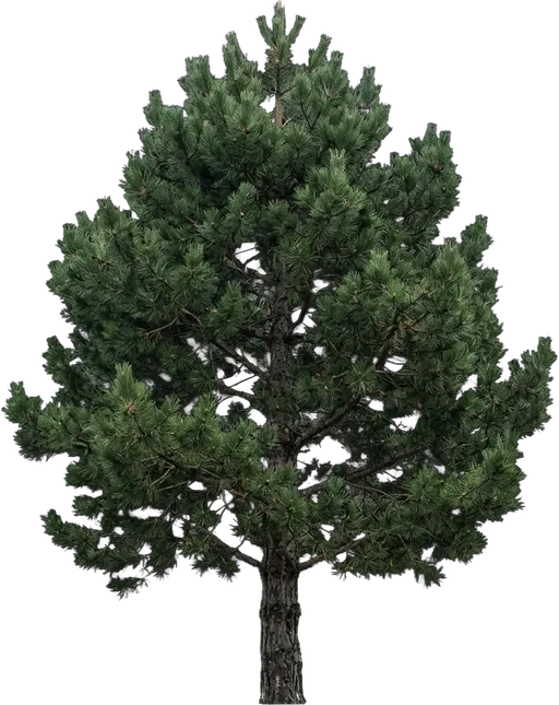 Austrian Pine