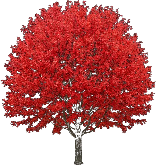 Autumn Blaze Maple