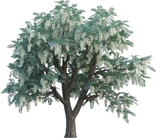 Black Locust