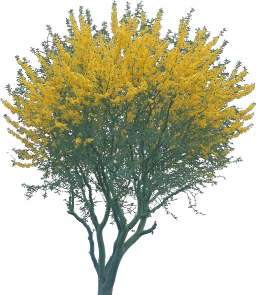 Blue Palo Verde