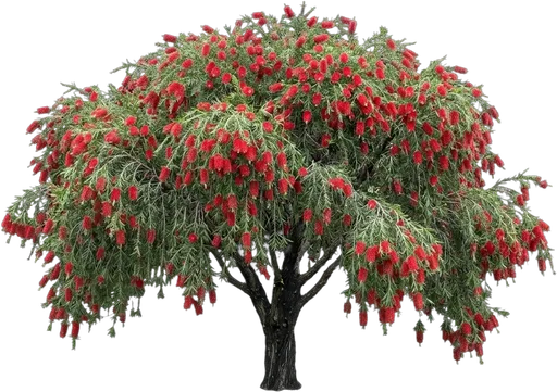 Weeping Bottlebrush