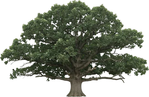 Bur Oak