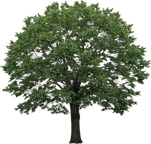 Cedar Elm