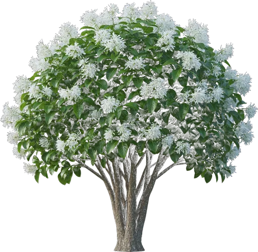 Chinese Fringetree