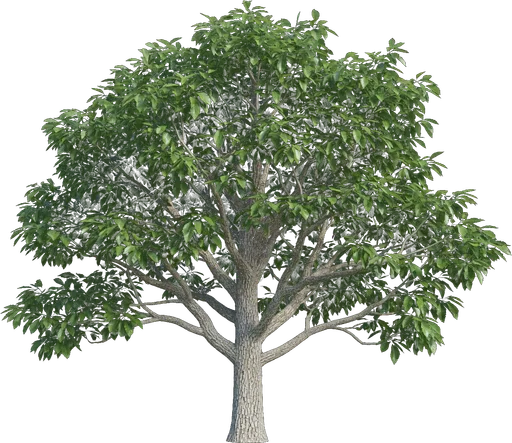 Chinkapin Oak