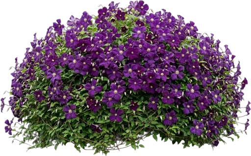 Jackmanii Clematis