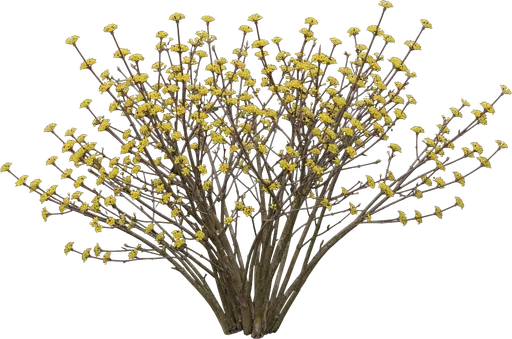 Cornelian Cherry Dogwood