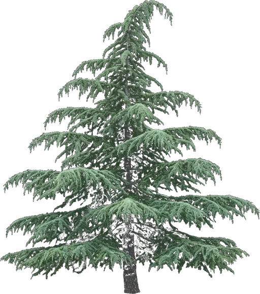 Deodar Cedar