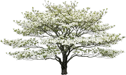 Flowering Dogwood