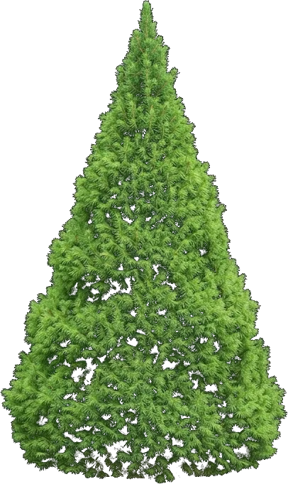 Dwarf Alberta Spruce
