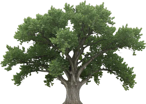 Eastern Cottonwood