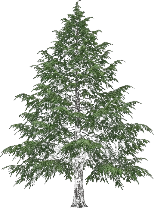 Eastern Hemlock