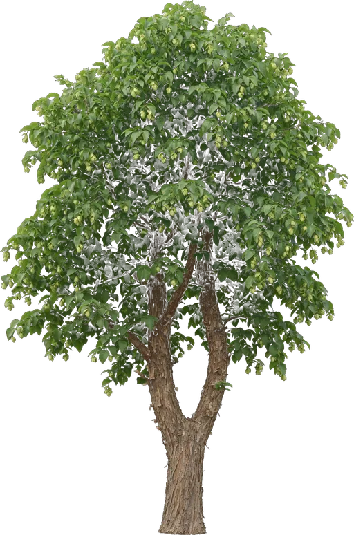 Eastern Hophornbeam (Ironwood)