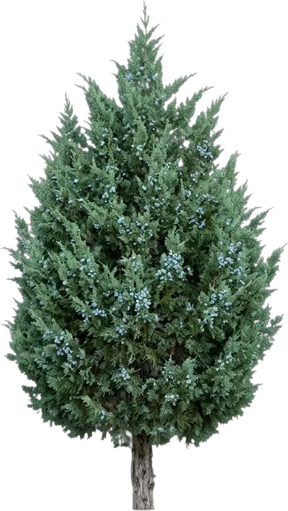 Eastern Red Cedar
