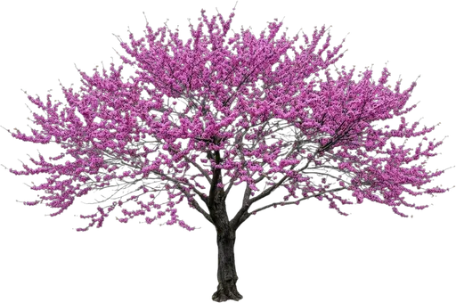 Eastern Redbud