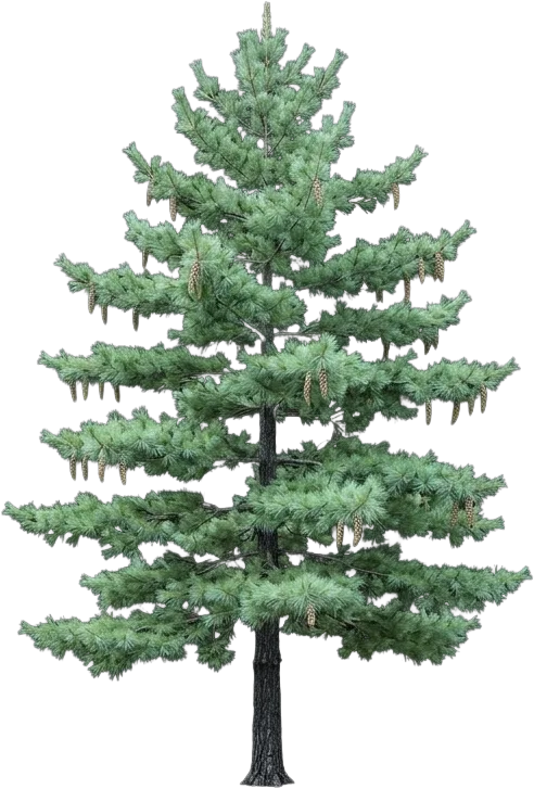 Eastern White Pine