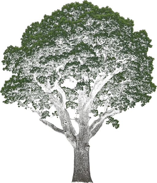 English Oak