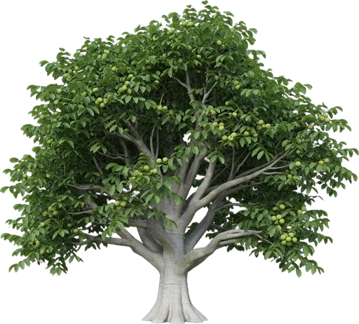 English Walnut