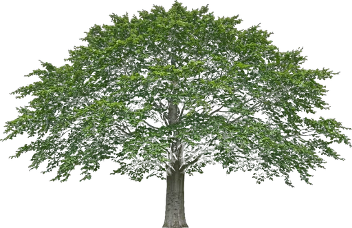 European Beech