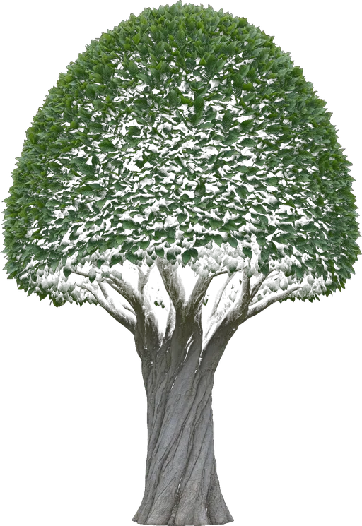 European Hornbeam