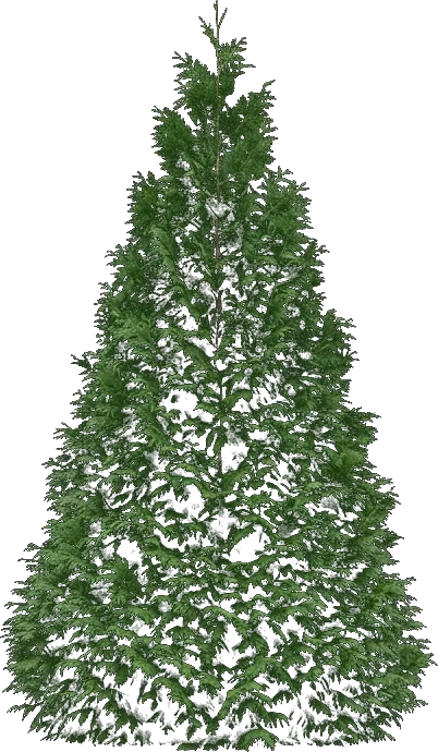 Green Giant Arborvitae
