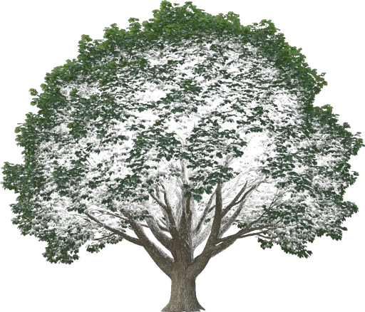 Hedge Maple