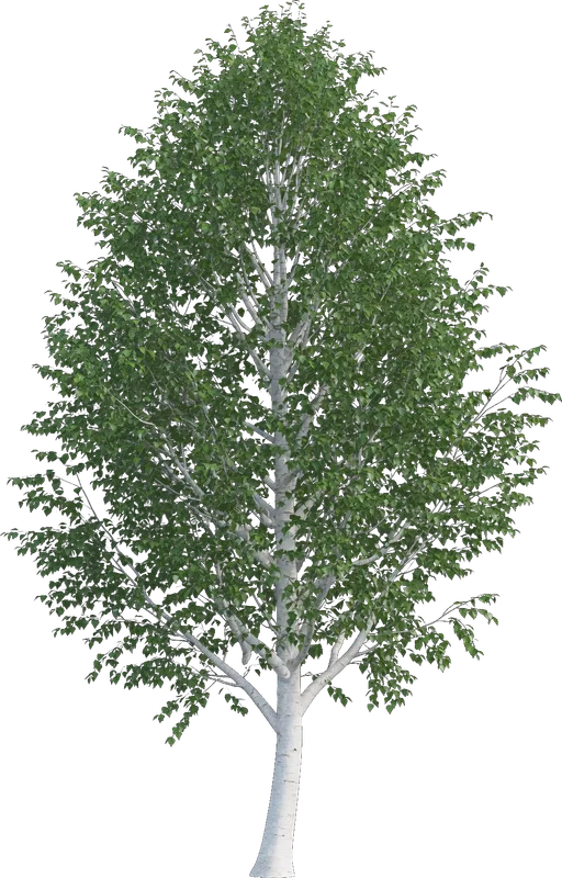Himalayan White Birch