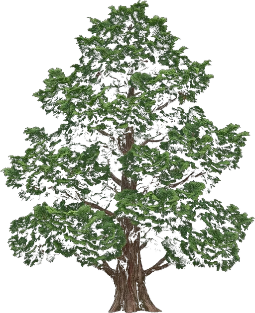 Hinoki Cypress