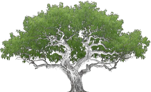 Honey Mesquite