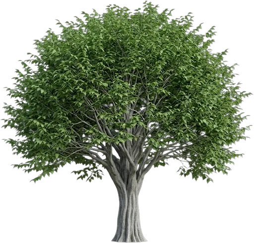 American Hornbeam