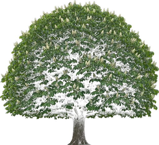 Common Horsechestnut