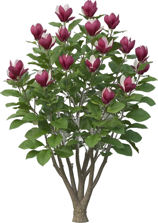 Jane Magnolia