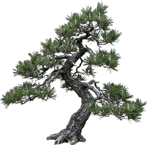Japanese Black Pine