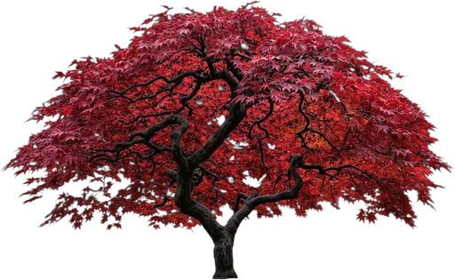 Japanese Maple (Bloodgood)
