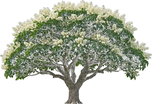 Japanese Pagoda Tree