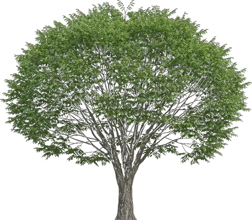 Japanese Zelkova